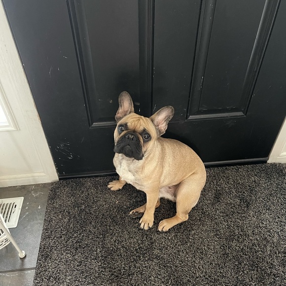 Meet your Posher, Tessa - Picture 9 of 11